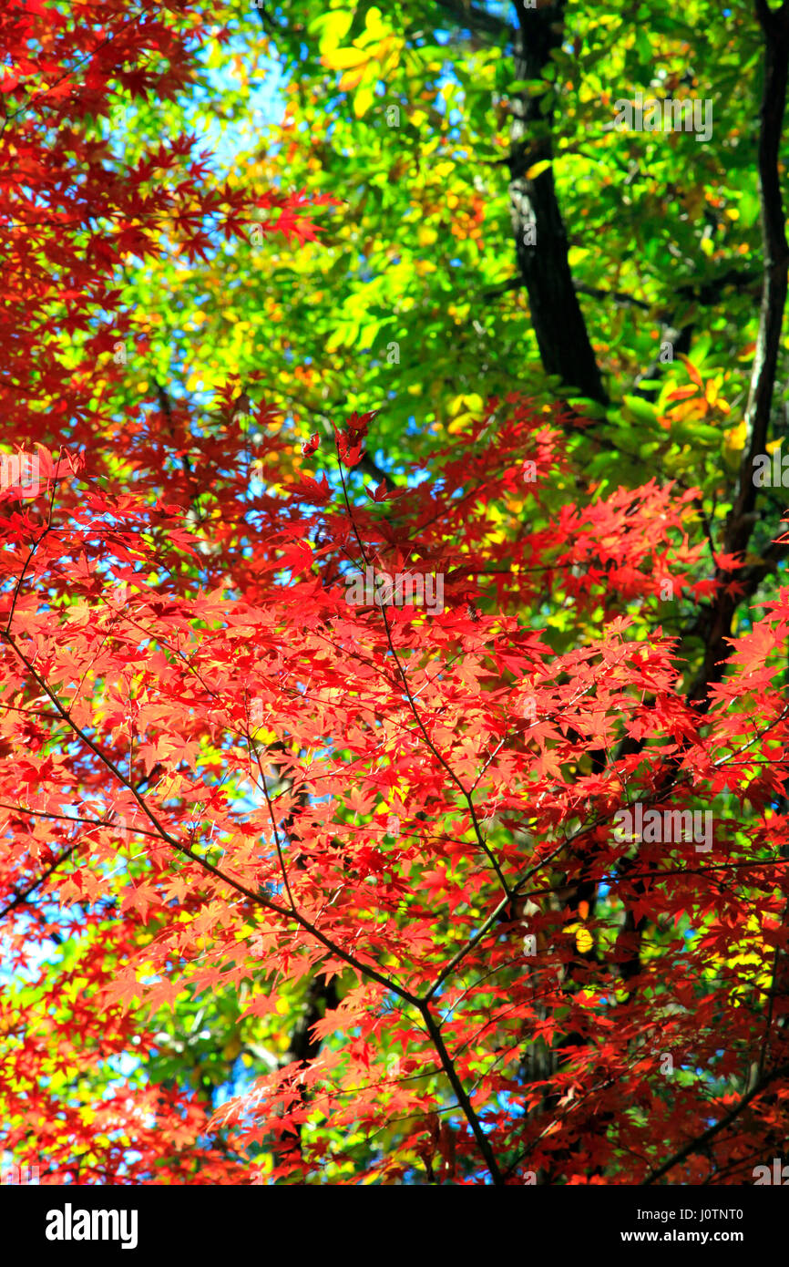 Il fogliame di autunno a Mount Takao Hachioji city Tokyo Giappone Foto Stock