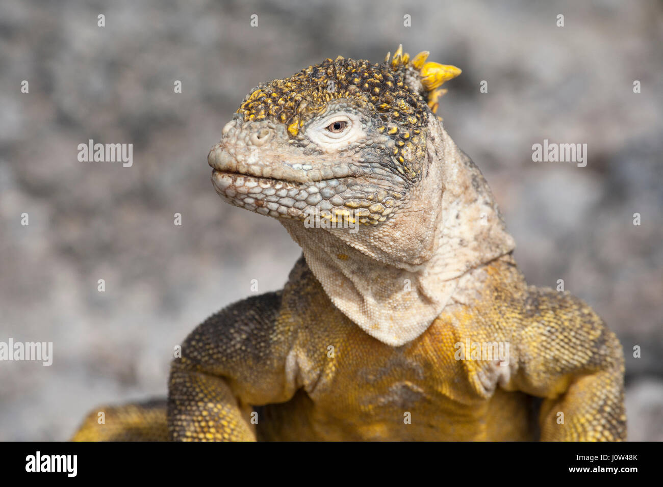 Terra Galapagos Iguana (Conolophus subcristatus) Foto Stock