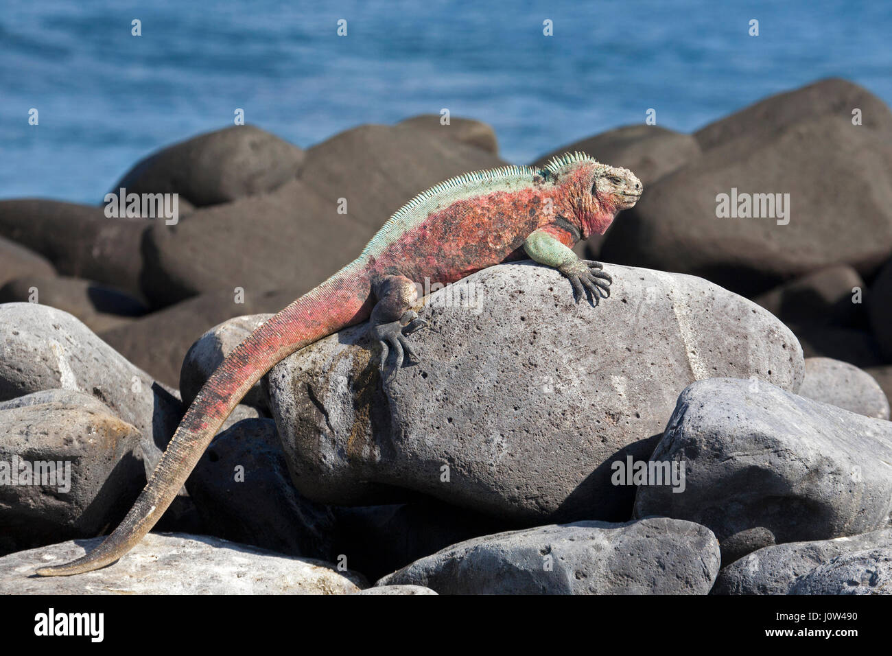 Marino Iguana maschile in colori della stagione riproduttiva crogiolarsi al sole su una roccia lavica, Espanola Island, Galapagos Islands (Amblyrhynchus cristatus) Foto Stock