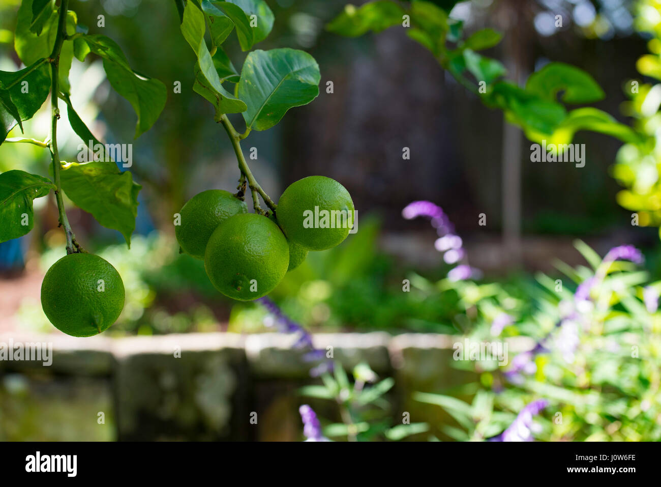 Maturazione dei limoni Eureka (Citris limon) appesi ad un albero di limone sul cortile in un giardino di Sydney, Australia Foto Stock