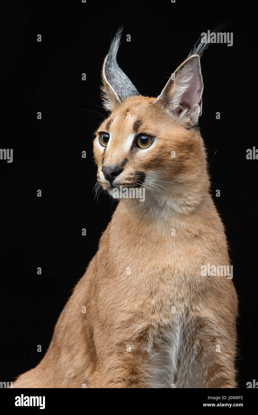 Bella Lynx caracal 6 mesi gattino seduto su sfondo nero. Studio shot. Copia dello spazio. Foto Stock