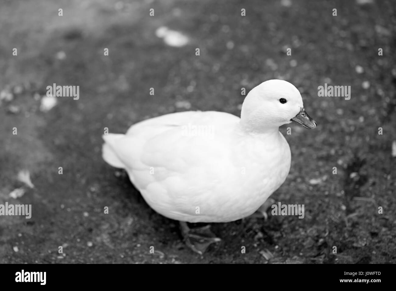 Piccola anatra bianco fotografia in bianco e nero Foto Stock