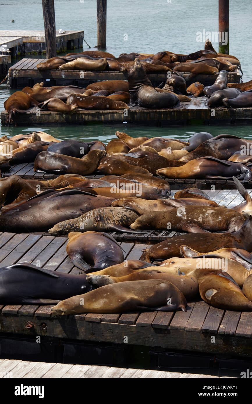 I leoni marini al Pier 39, San Francisco, California, Stati Uniti d'America Foto Stock