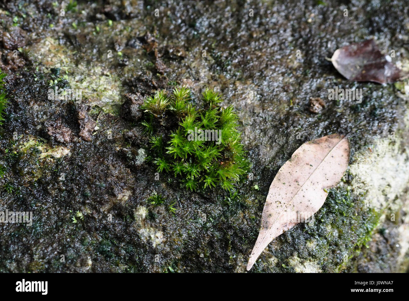 Immagine ravvicinata di Muschio in una foresta malese Foto Stock