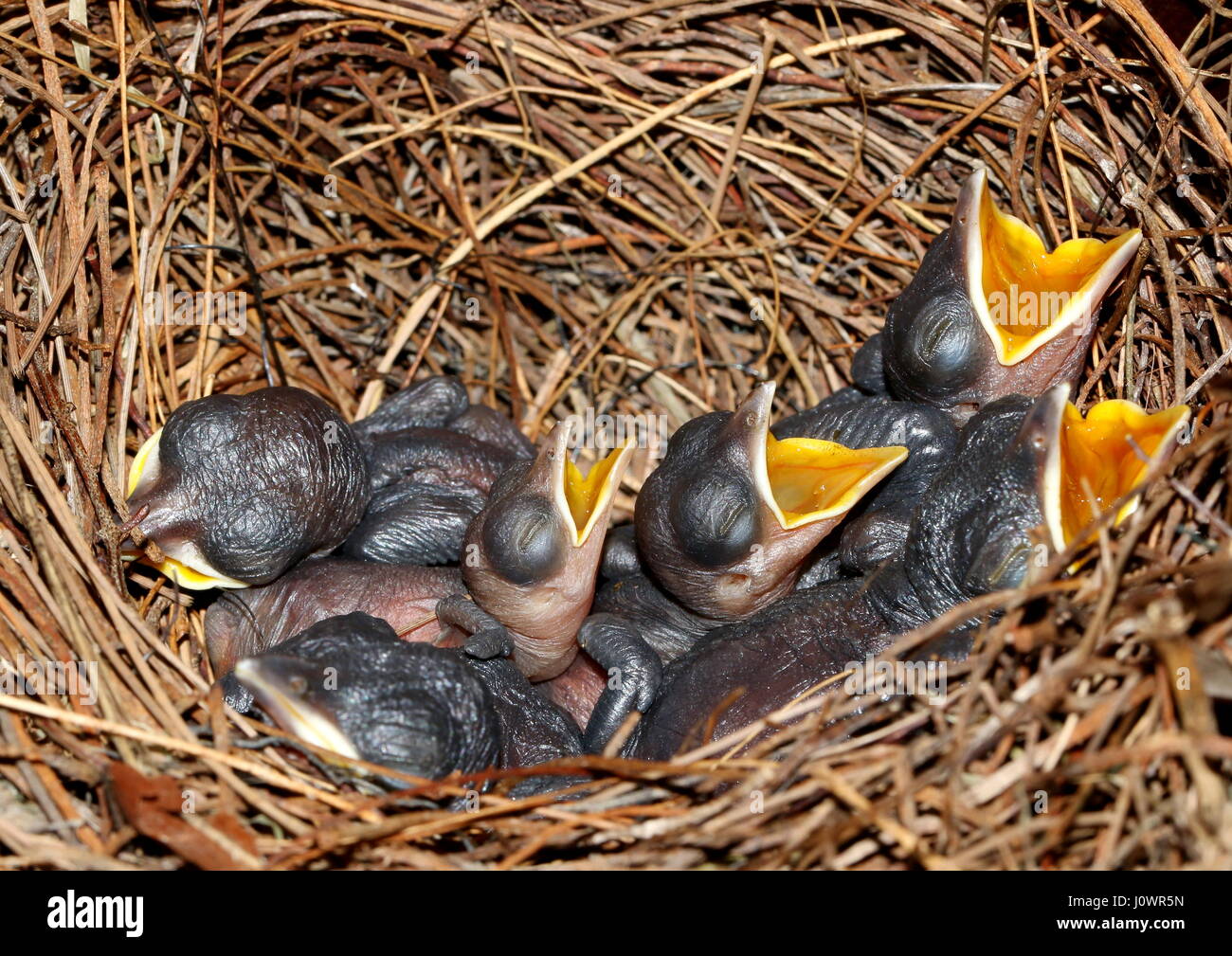 Neonati affamati della oriental gazza-robin Copsychus saularis e chiama per il cibo. Foto Stock
