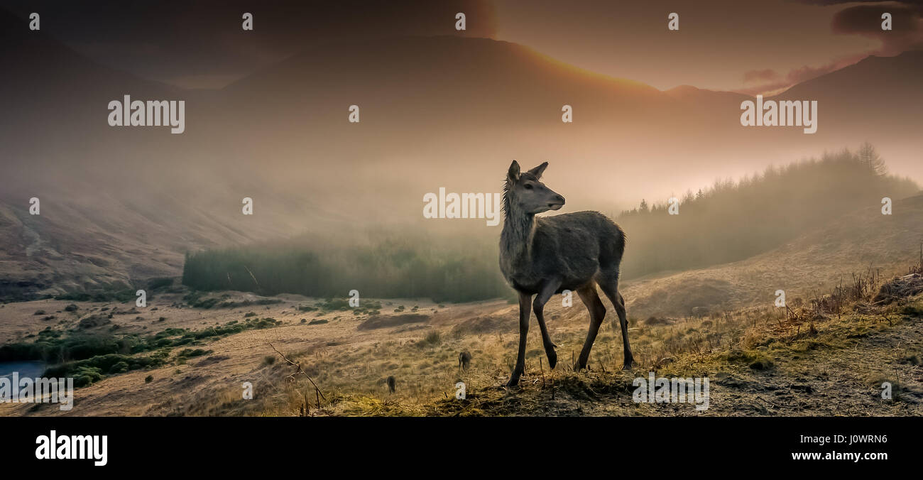 Il roaming selvatici cervo. Preso una bella mattina gelida di Glen Etive, Highlands Scozzesi. Foto Stock