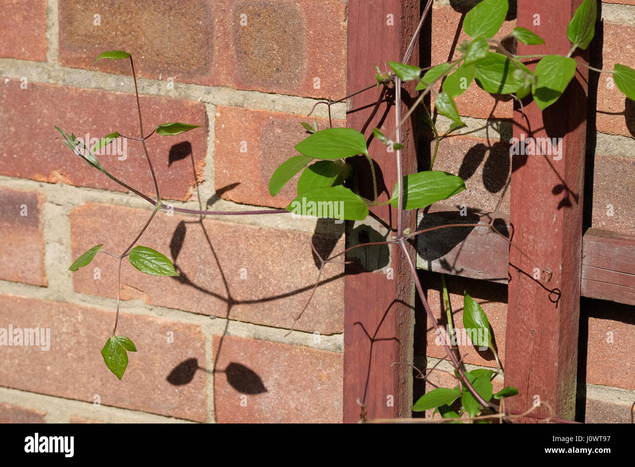 La clematide trailing sul trellis Foto Stock