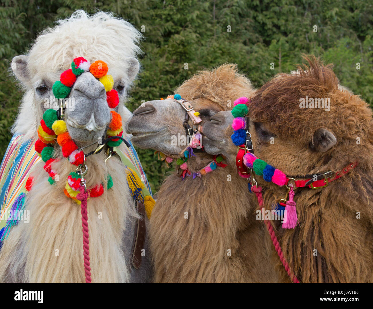 Addomesticazione Bactrian cammelli Camelus bactrianus utilizzati per corse di cammelli Foto Stock