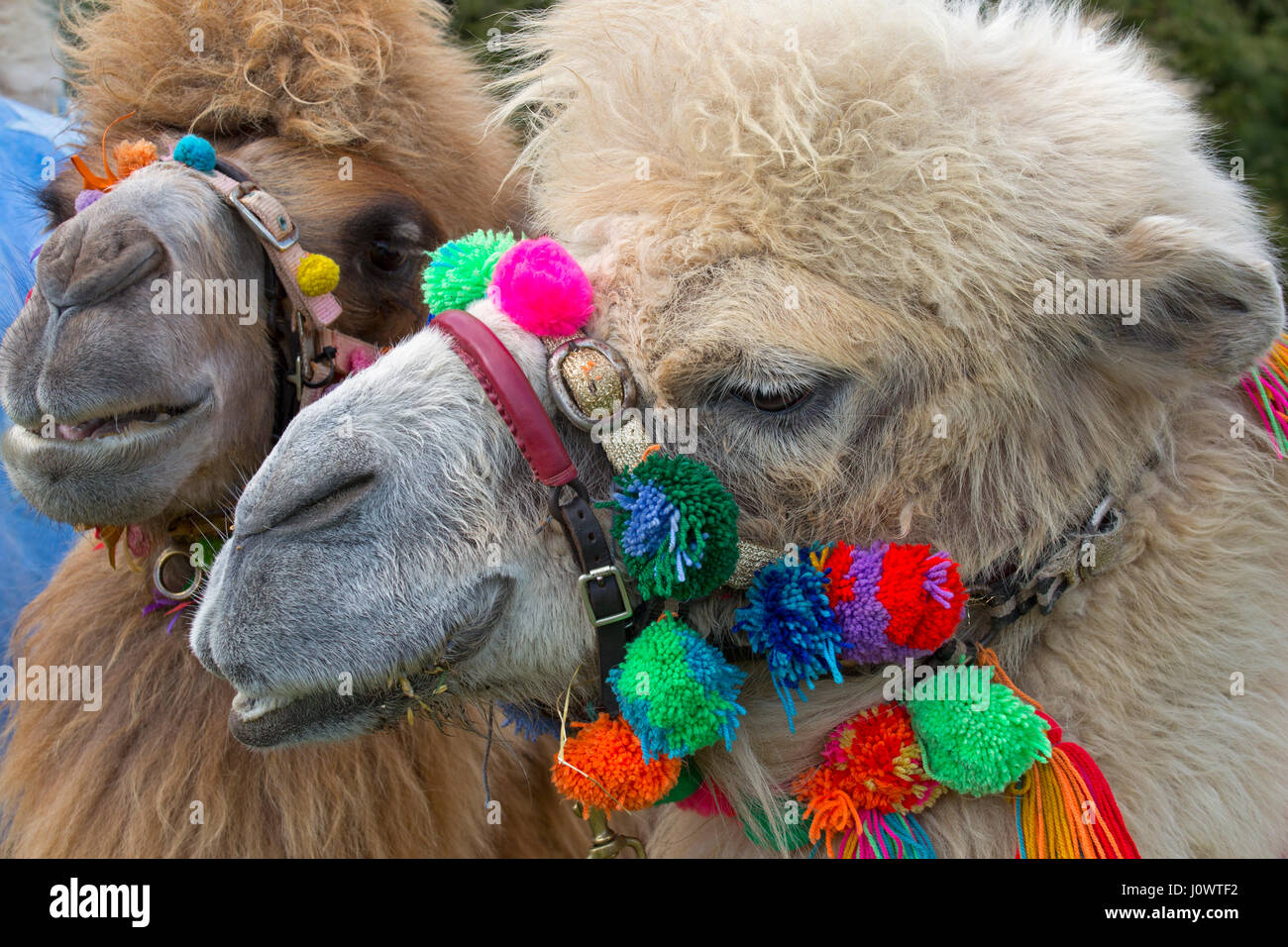 Addomesticazione Bactrian cammelli Camelus bactrianus utilizzati per corse di cammelli Foto Stock