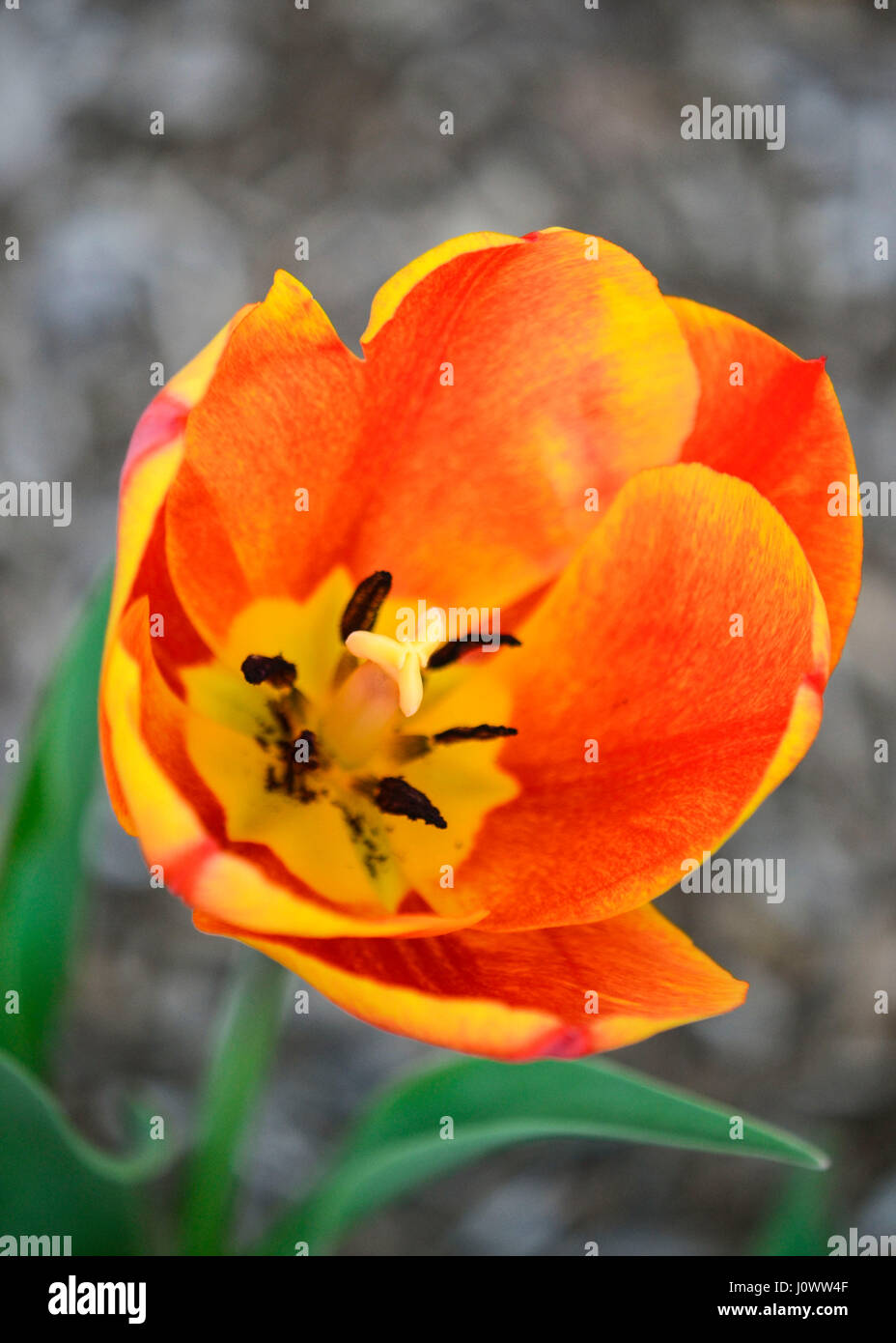 Arancio-giallo Tulip isolato, che fiorisce in un sole di mattina con pistola vibrante al centro e i toni neutri in soft focus in background. Foto Stock