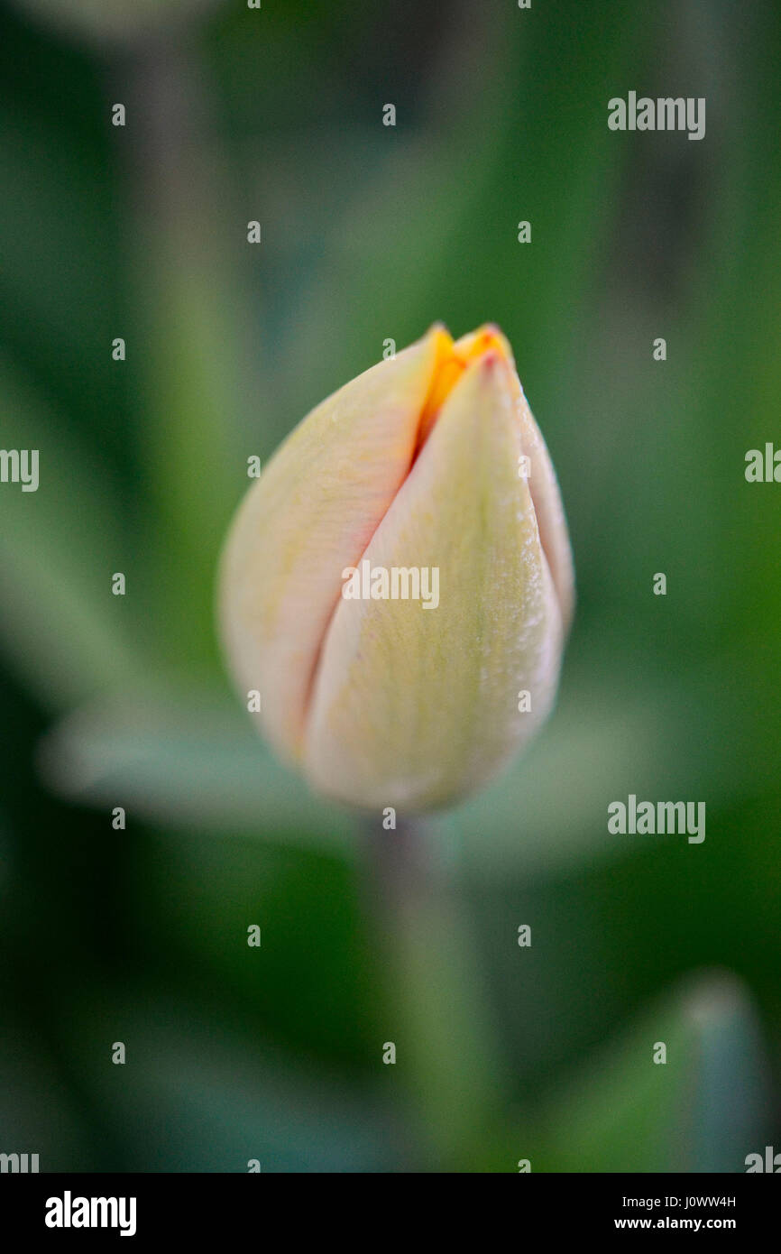 Tulipano giallo fiore nascere isolato, con fitte foglie e luce ombre in soft focus in background. Foto Stock