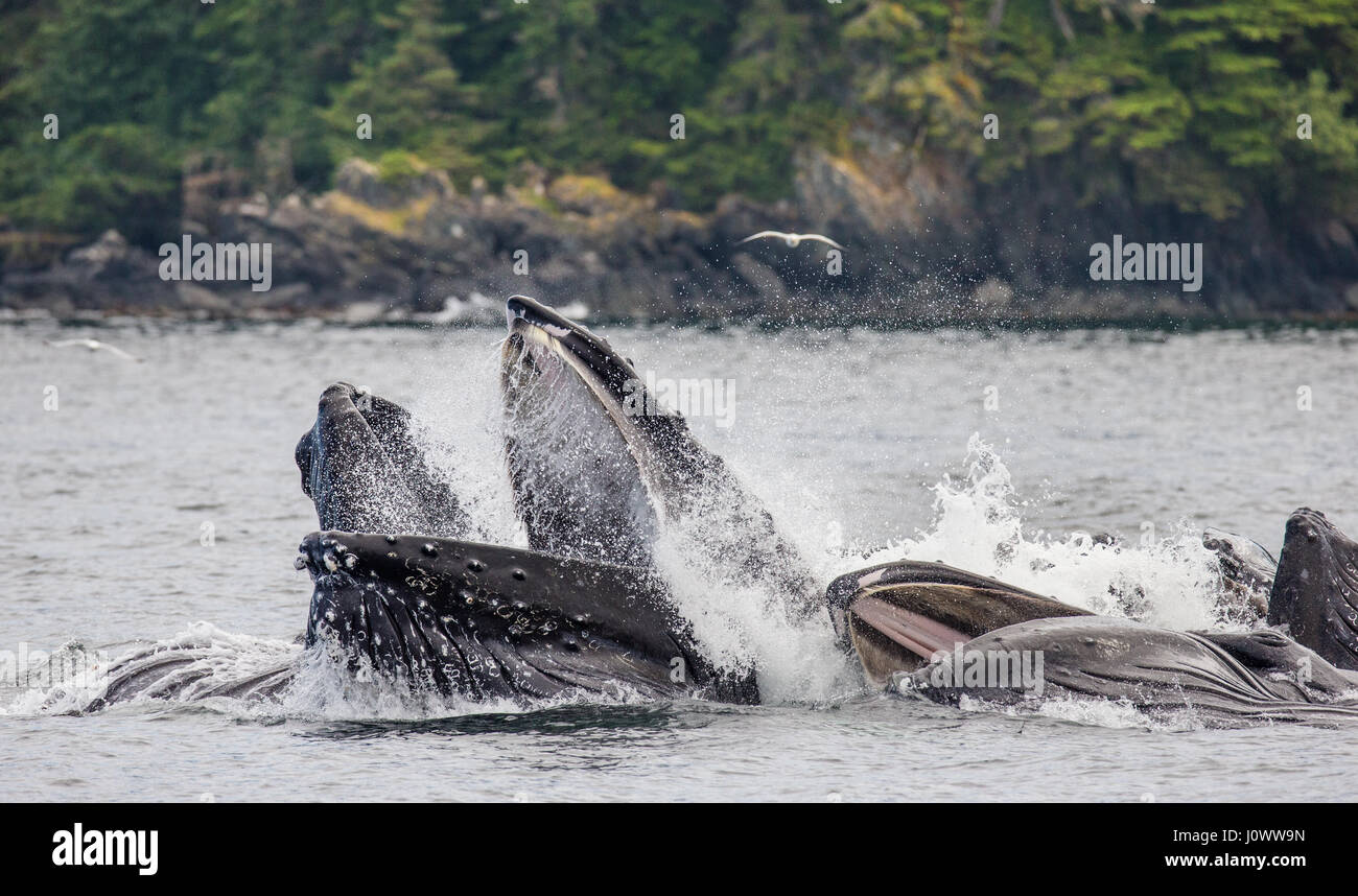 La testa e il Humpback Whale la bocca al di sopra della superficie dell'acqua vicino al momento della caccia. Chatham area dello Stretto. L'Alaska. Stati Uniti d'America. Foto Stock
