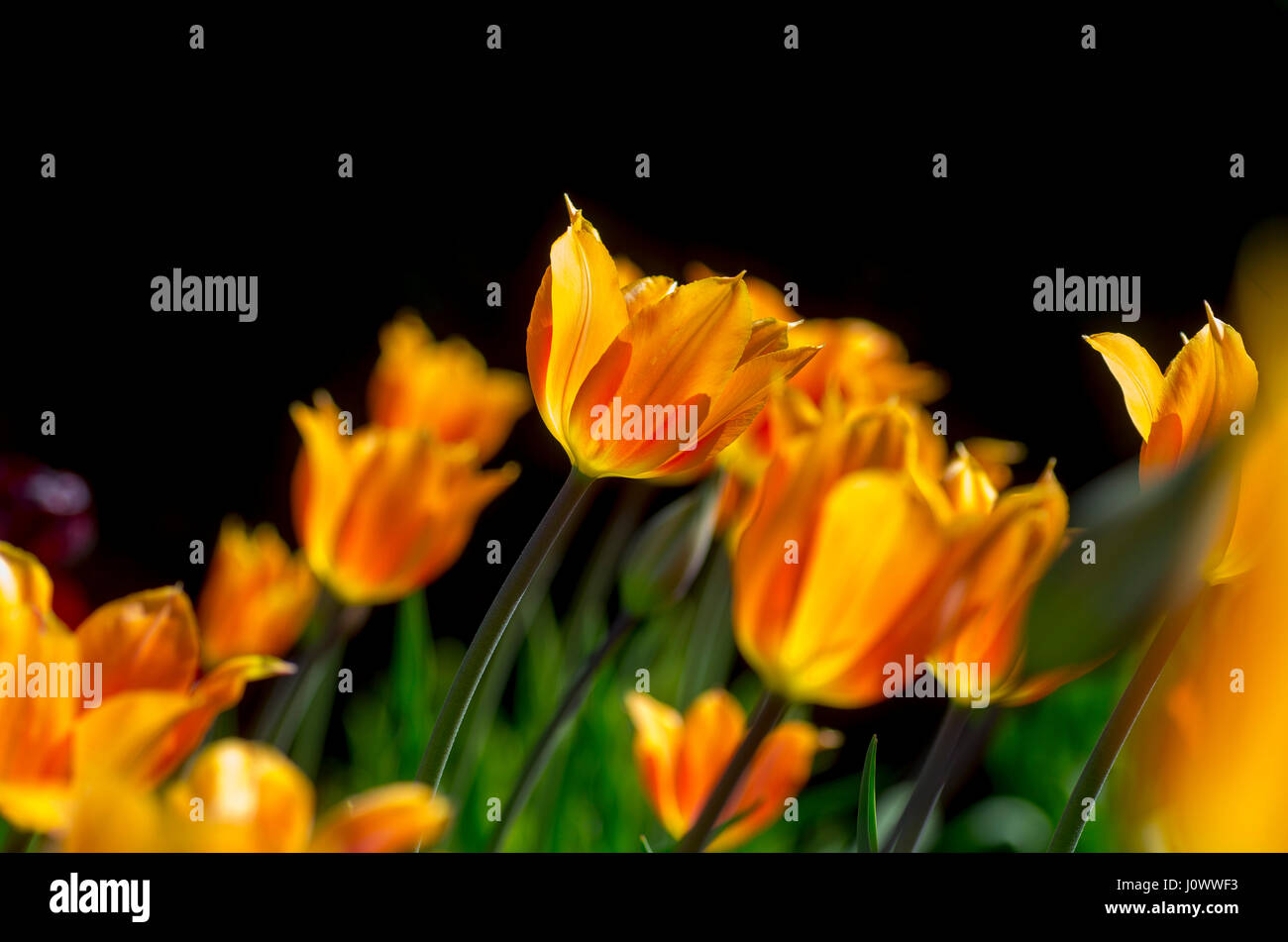 I Tulipani di luce naturale Foto Stock