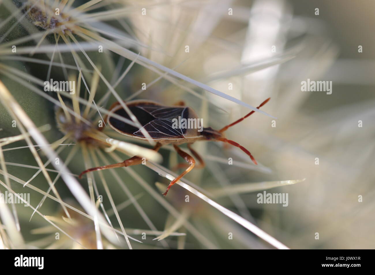 Close up macro di vero bug (Heteroptera), sulle spine di cactus nel deserto della California. Foto Stock