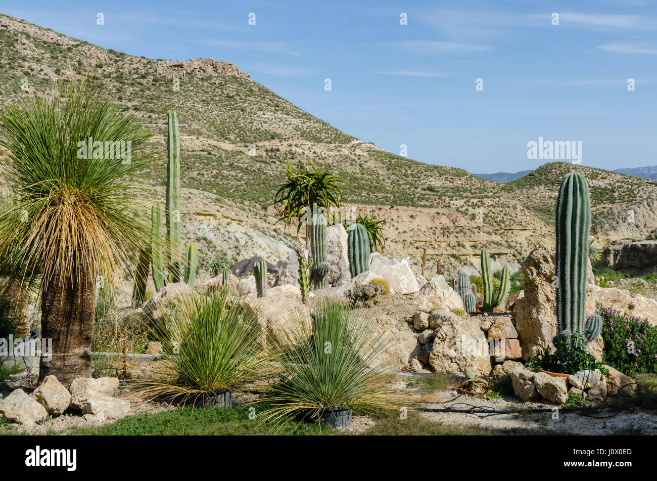 Un panorama con il cactus chiusa al villaggio di Nijar, Provincia Almería, Spagna. Foto Stock