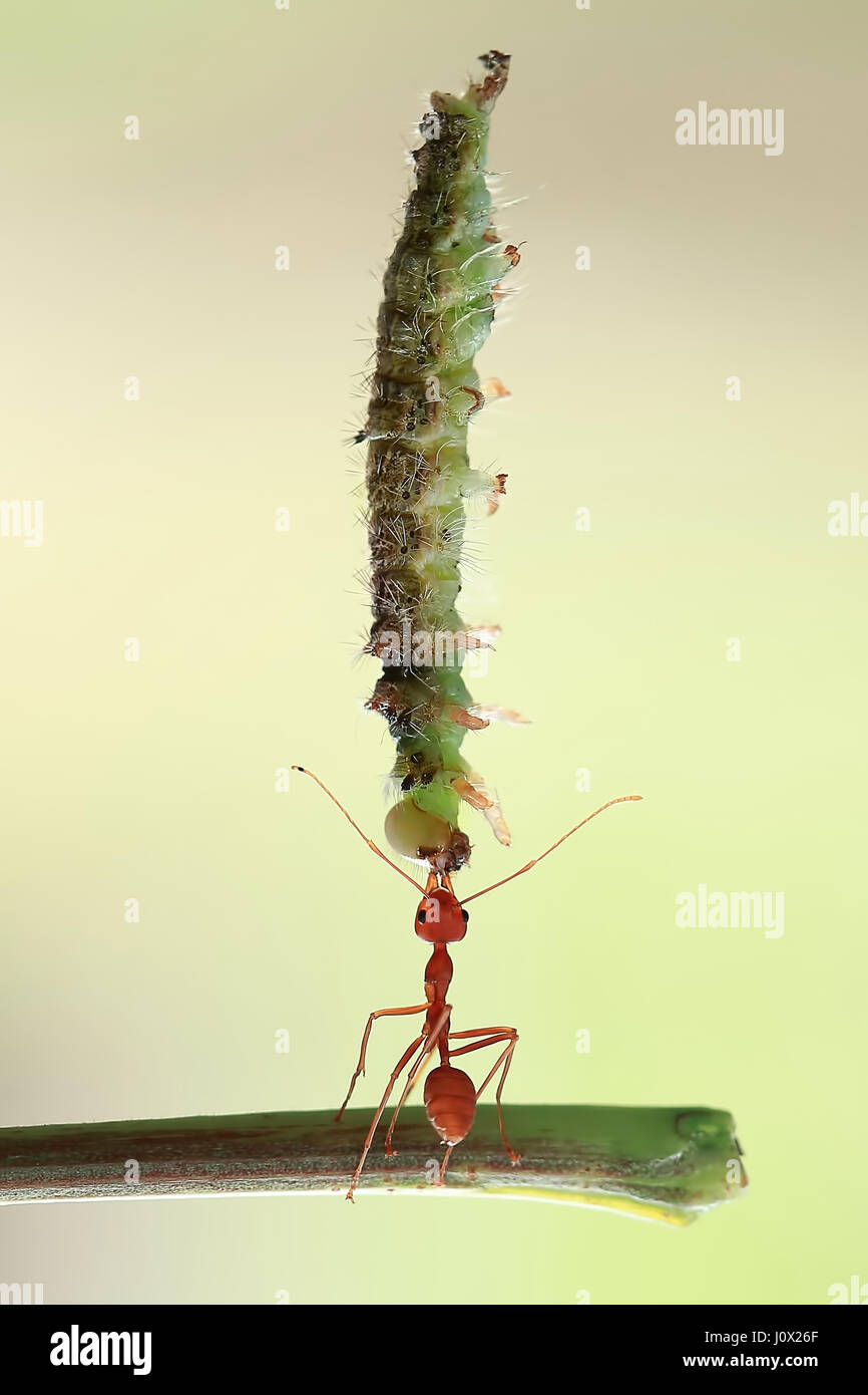 Ant portando un caterpillar, Indonesia Foto Stock