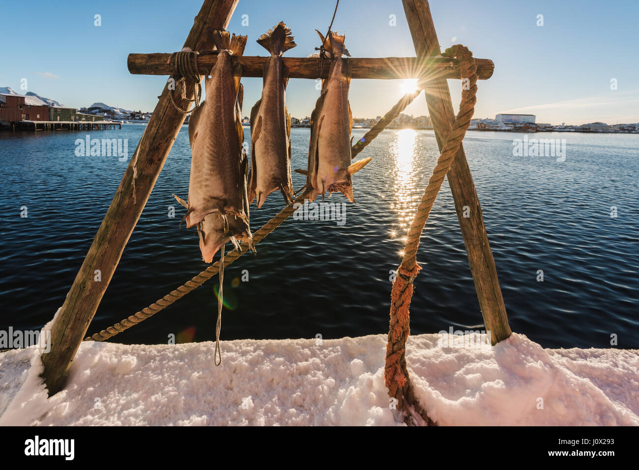 Essiccazione di pesce su un rack, Ballstad, Norvegia Foto Stock