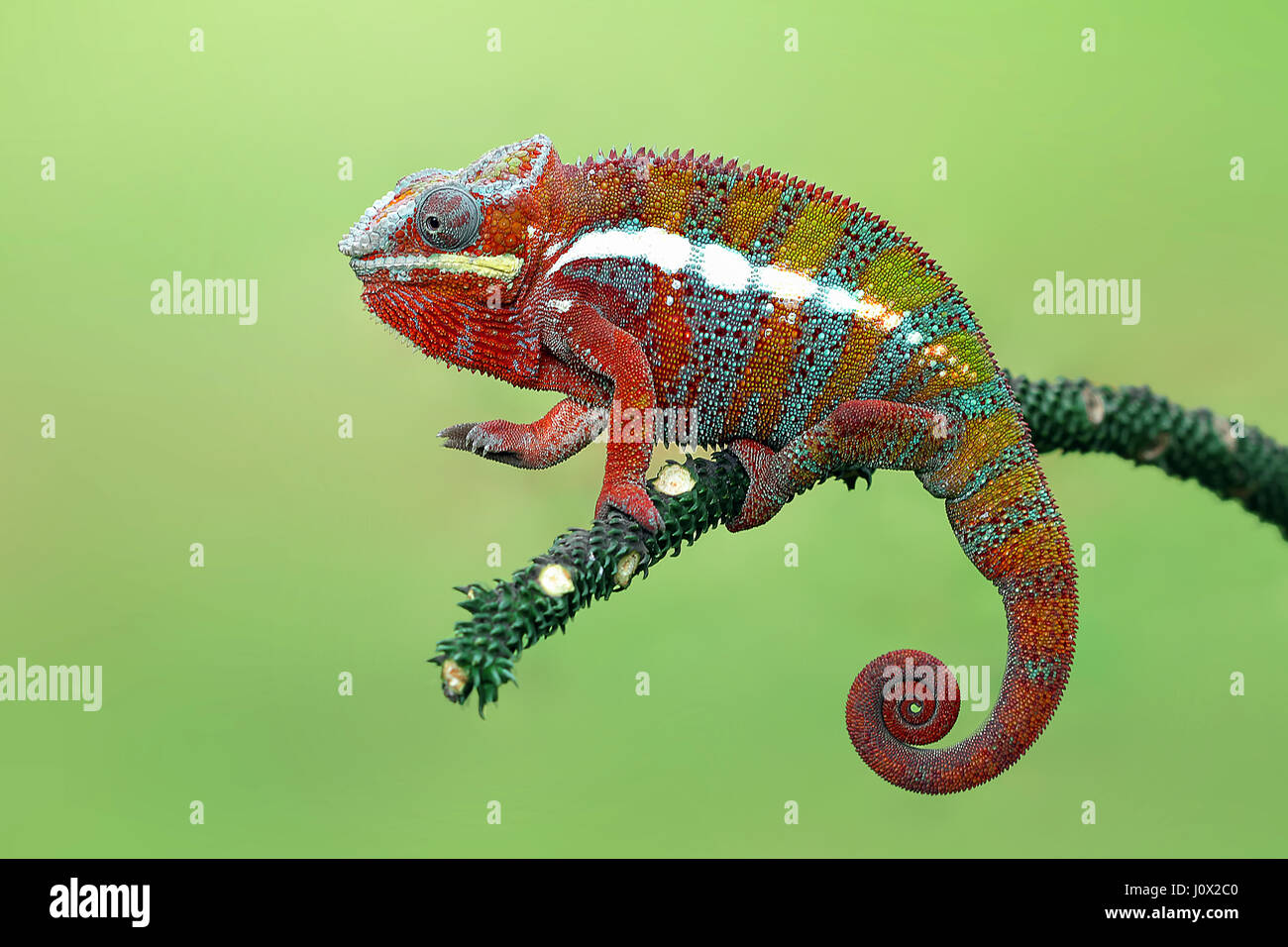 Panther chameleon sul ramo, Indonesia Foto Stock
