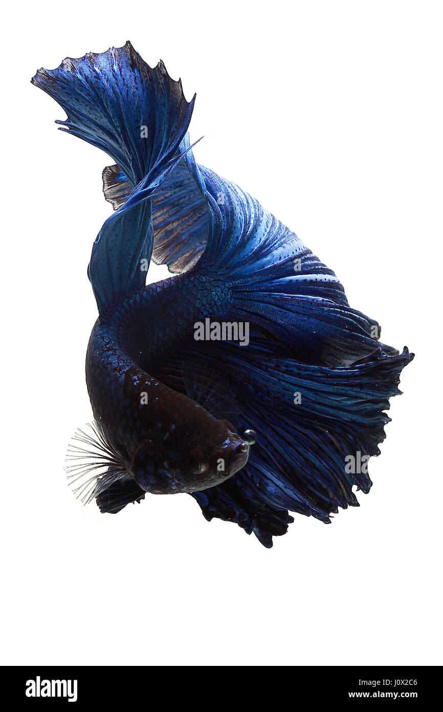 Ritratto di un pesce di betta blu, Indonesia Foto Stock