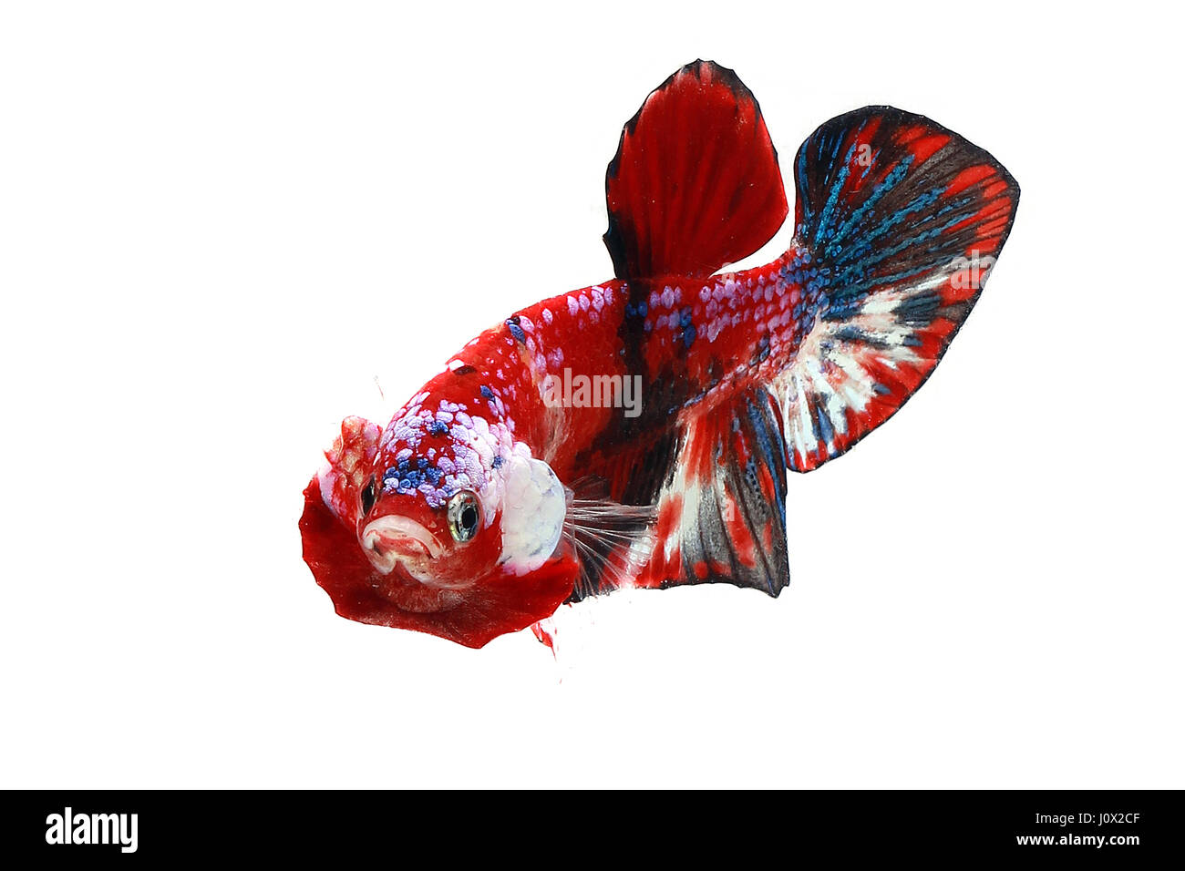 Ritratto di una betta pesce, Indonesia Foto Stock