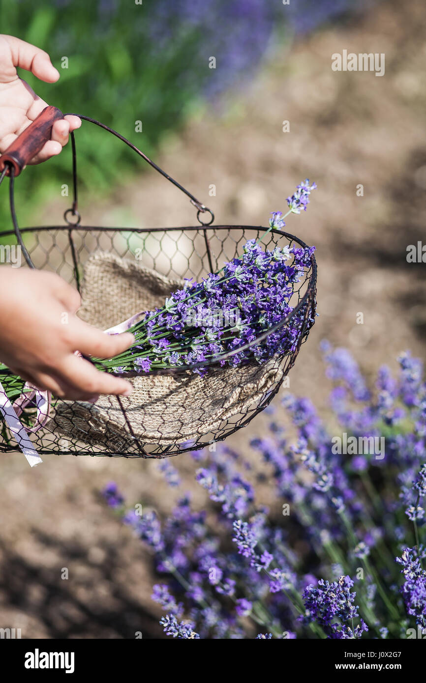 Ragazza la raccolta di fiori di lavanda Foto Stock