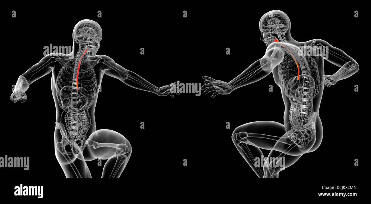 3D rendering illustrazione dell'esofago Foto Stock