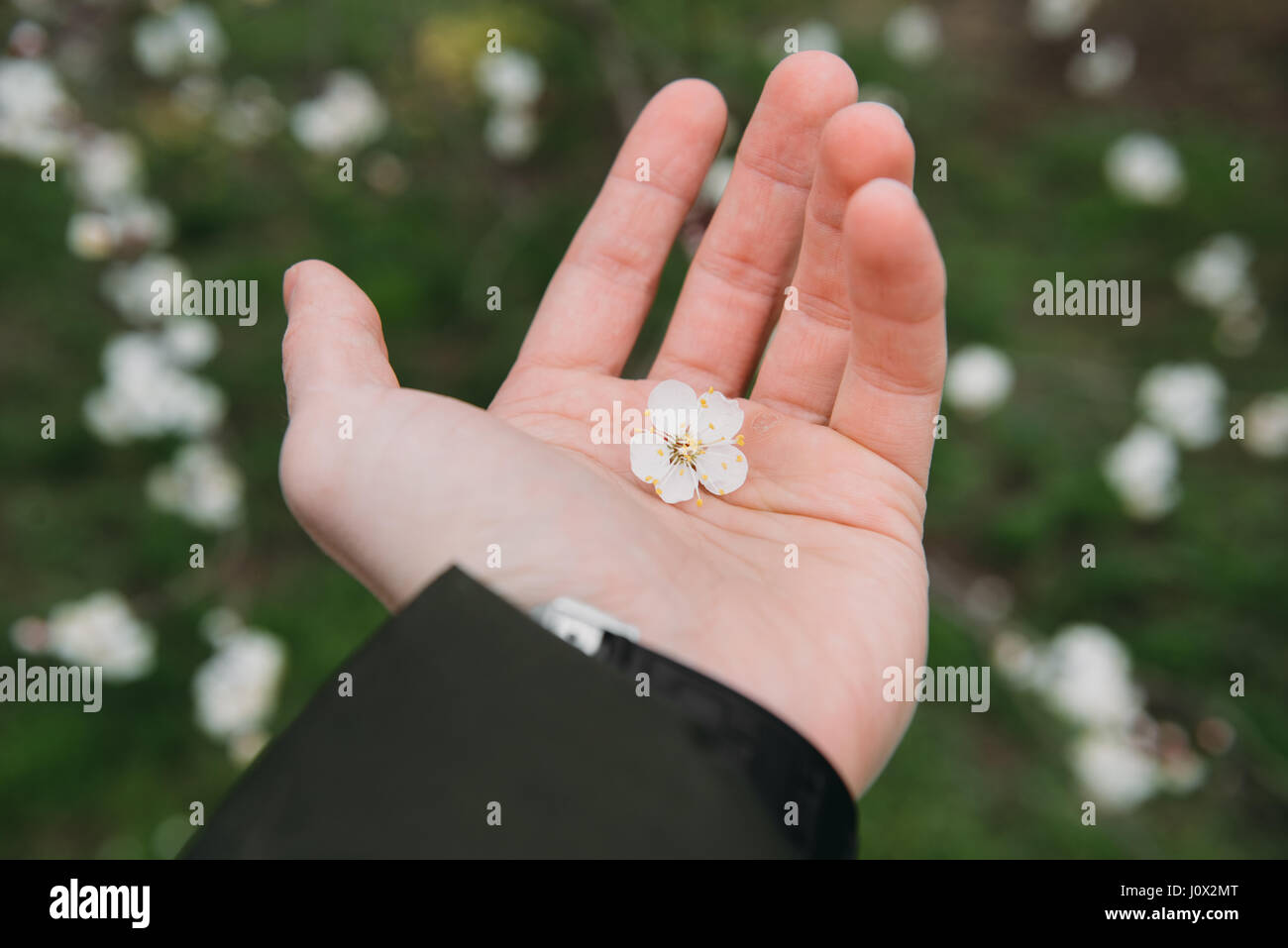 Mano d'uomo tenendo un fiore Foto Stock