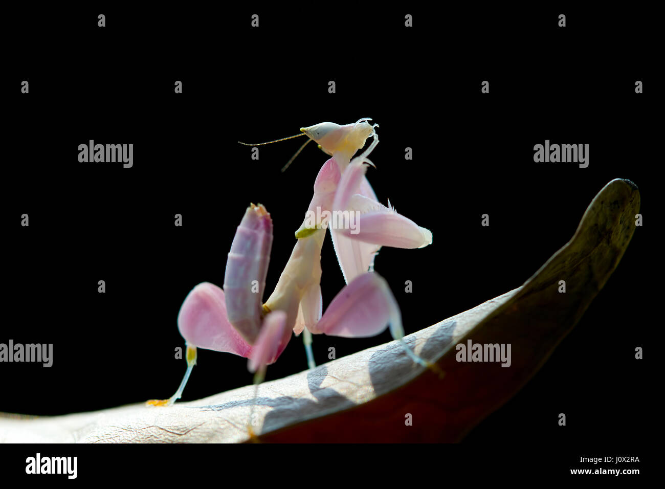 Orchid mantis su una foglia di notte, Indonesia Foto Stock