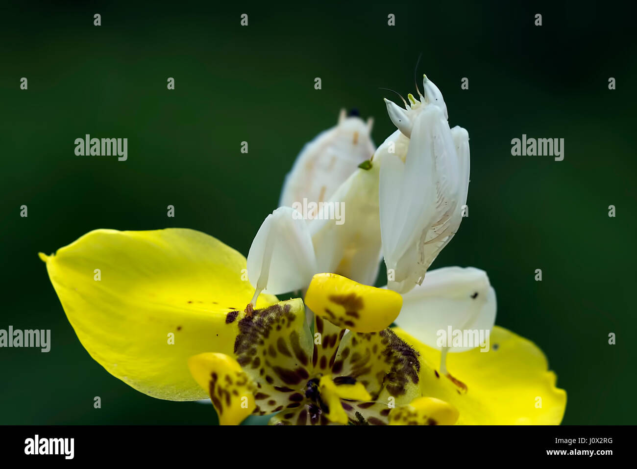 Orchid mantis seduto sul fiore, Indonesia Foto Stock
