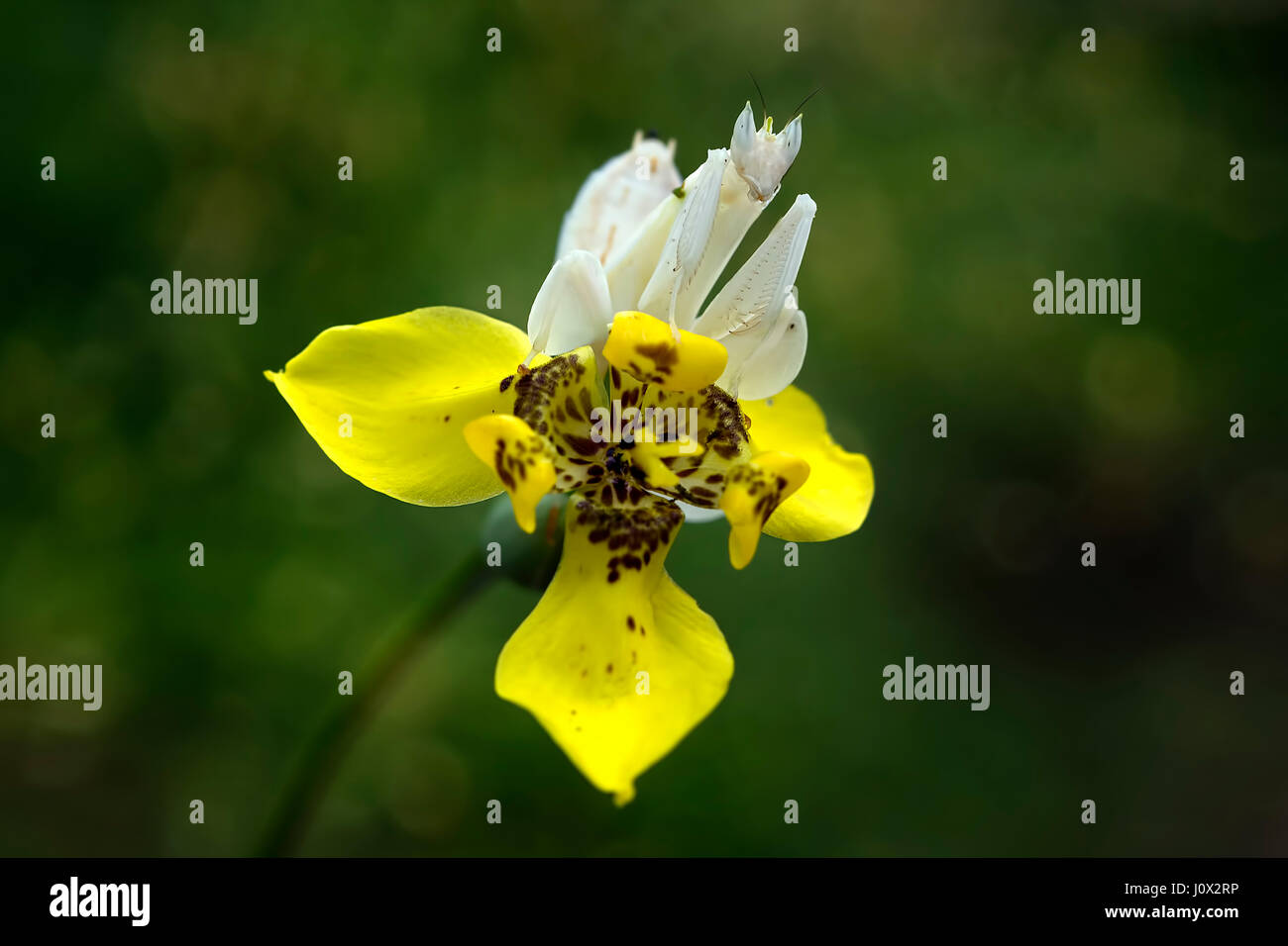 Orchid mantis seduto sul fiore, Indonesia Foto Stock