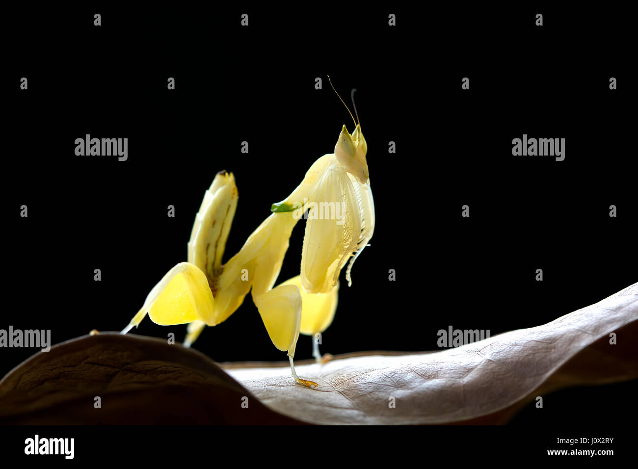Orchid mantis seduto su una foglia, Indonesia Foto Stock