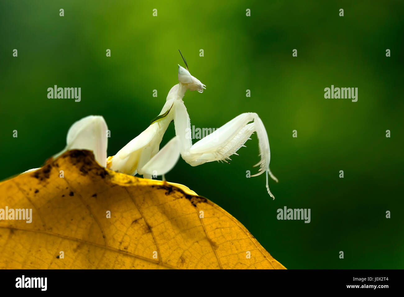 Orchid mantis seduto su una foglia, Indonesia Foto Stock