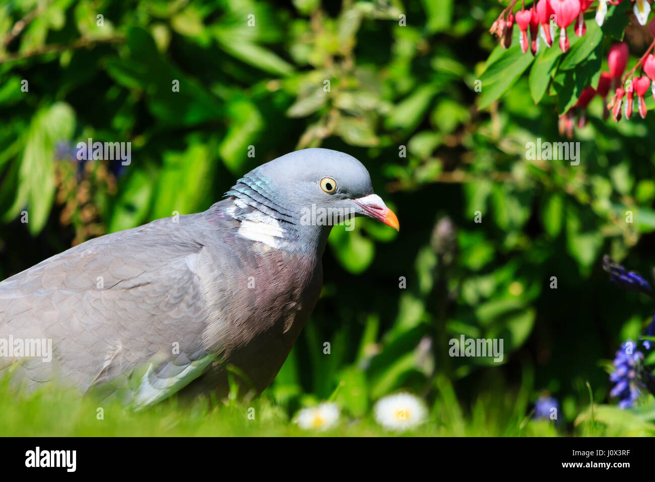 Comune piccioni selvatici sul terreno. Foto Stock