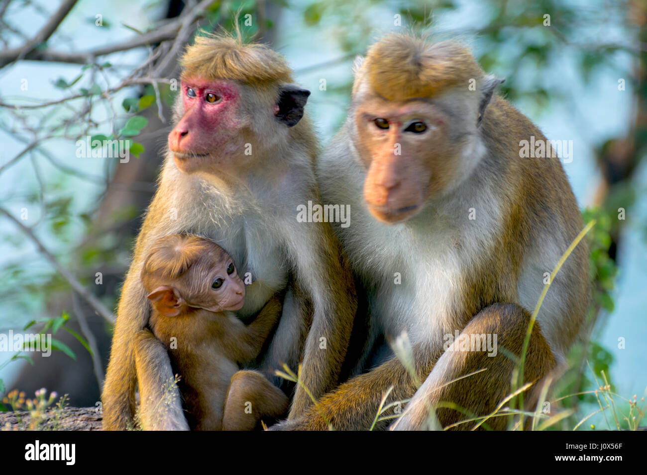 Il governo dello Sri Lanka le scimmie a Yala National Park Foto Stock
