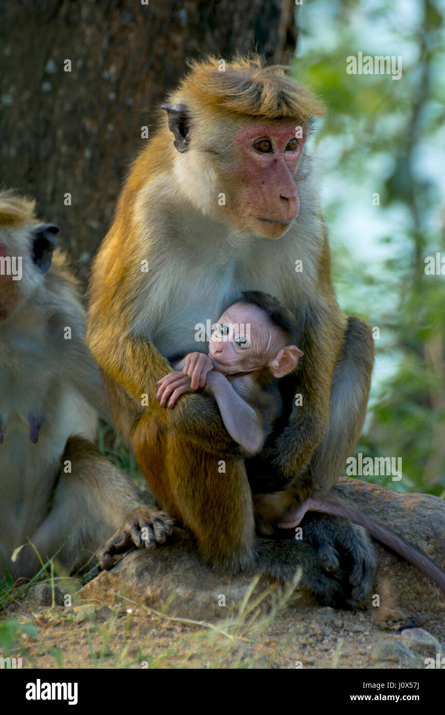 Il governo dello Sri Lanka le scimmie a Yala National Park Foto Stock
