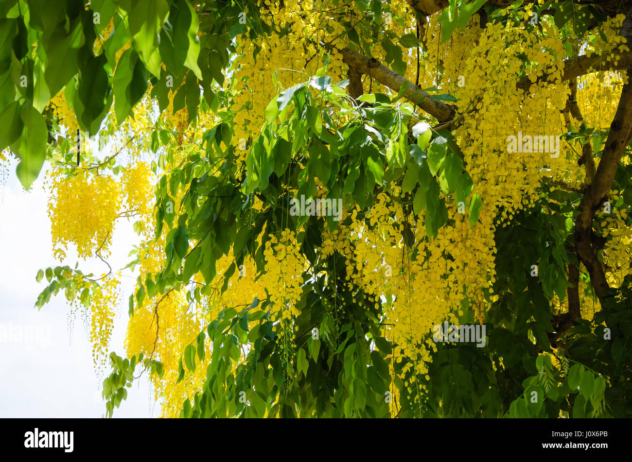 Fiore giallo di Cassia fistola (o Golden Shower Tree) è Blooming sulla stagione di estate. Foto Stock