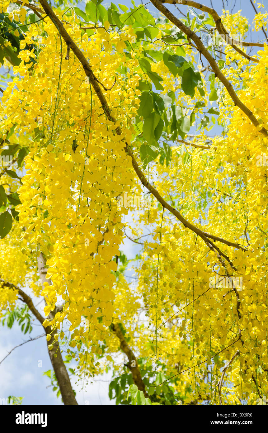 Fiore giallo di Cassia fistola (o Golden Shower Tree) è Blooming sulla stagione di estate. Foto Stock