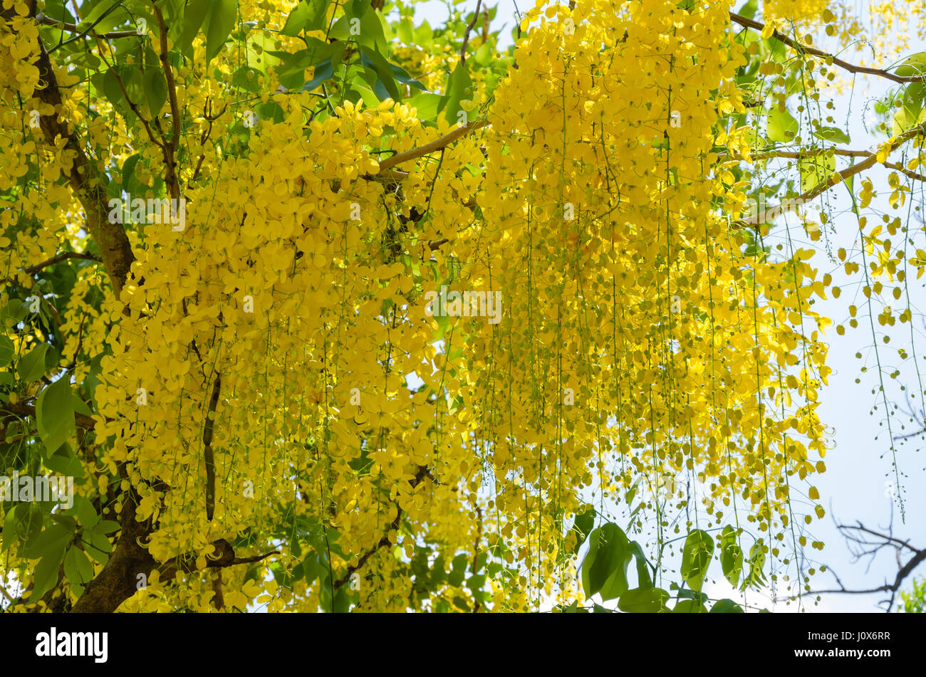 Fiore giallo di Cassia fistola (o Golden Shower Tree) è Blooming sulla stagione di estate. Foto Stock