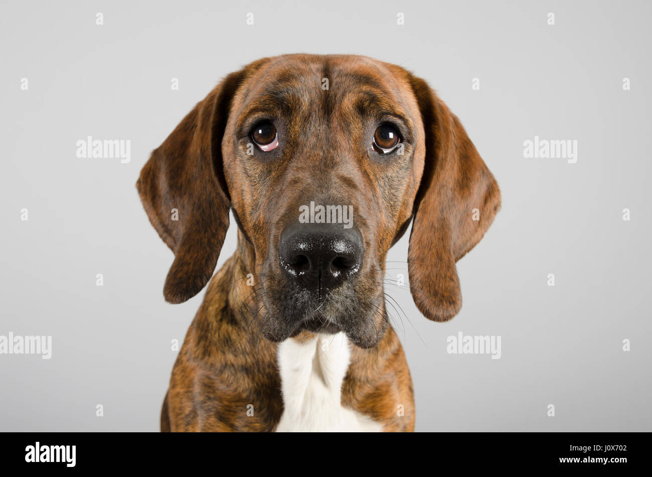 Ritratto di un cane da compagnia nel Regno Unito Foto Stock