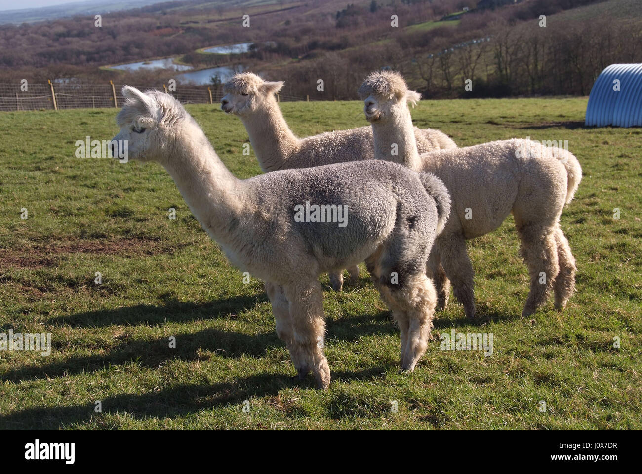 Addomesticazione alpaca presso la loro fattoria in Devon. Foto Stock