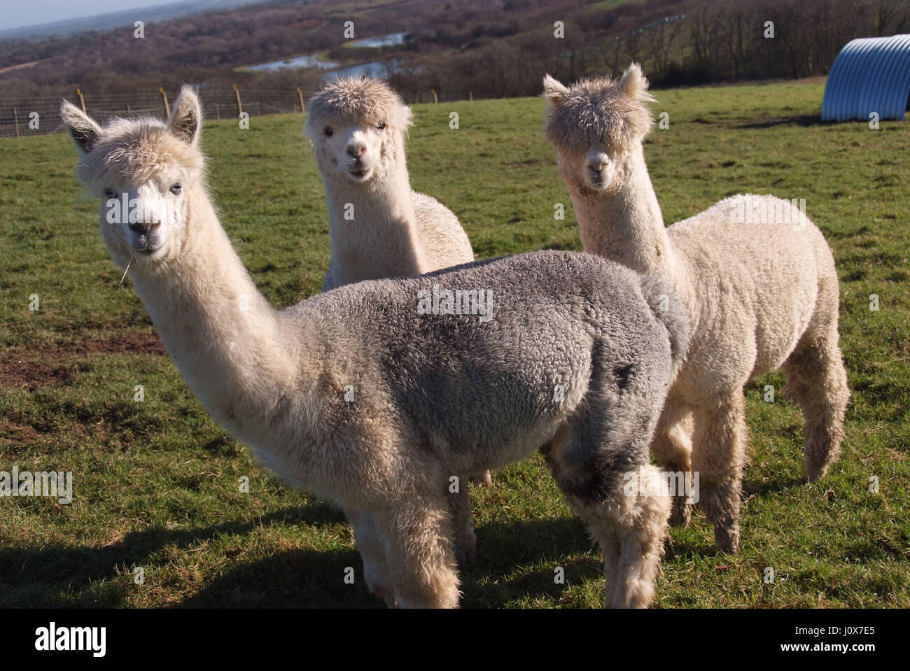 Addomesticazione alpaca presso la loro fattoria in Devon. Foto Stock