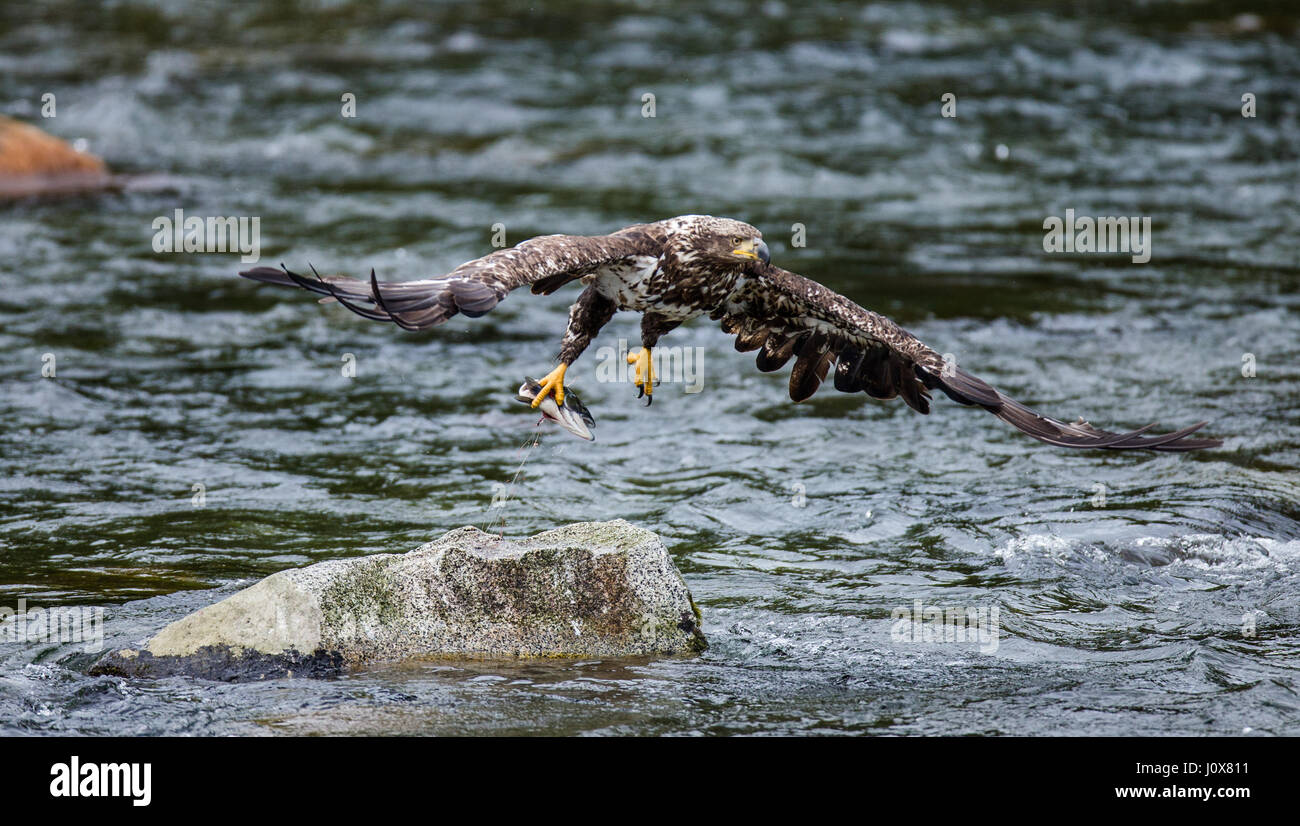 Aquila che vola con la preda tra gli artigli. Alaska. Katmai National Park. USA. Foto Stock