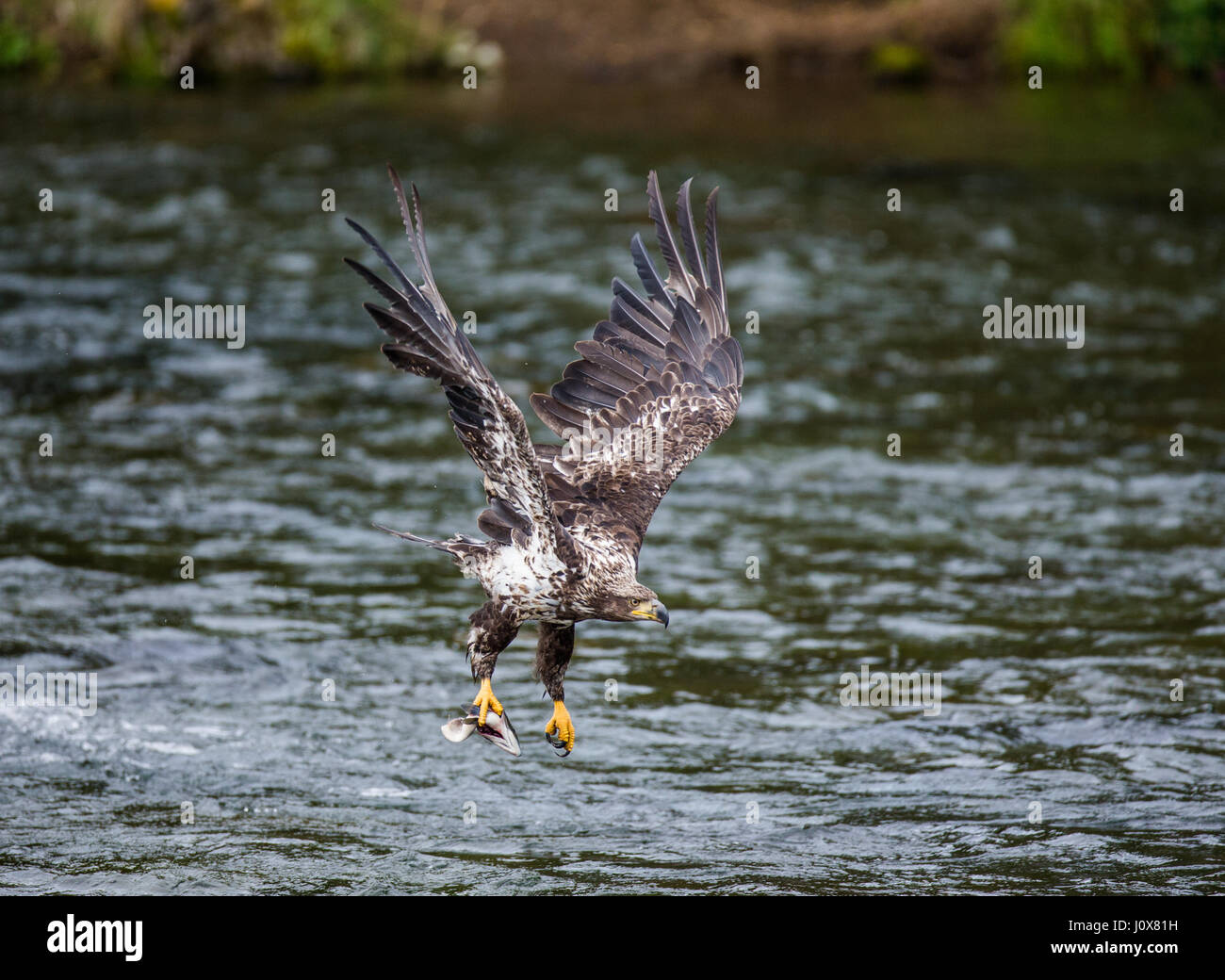 Aquila che vola con la preda tra gli artigli. Alaska. Katmai National Park. USA. Foto Stock