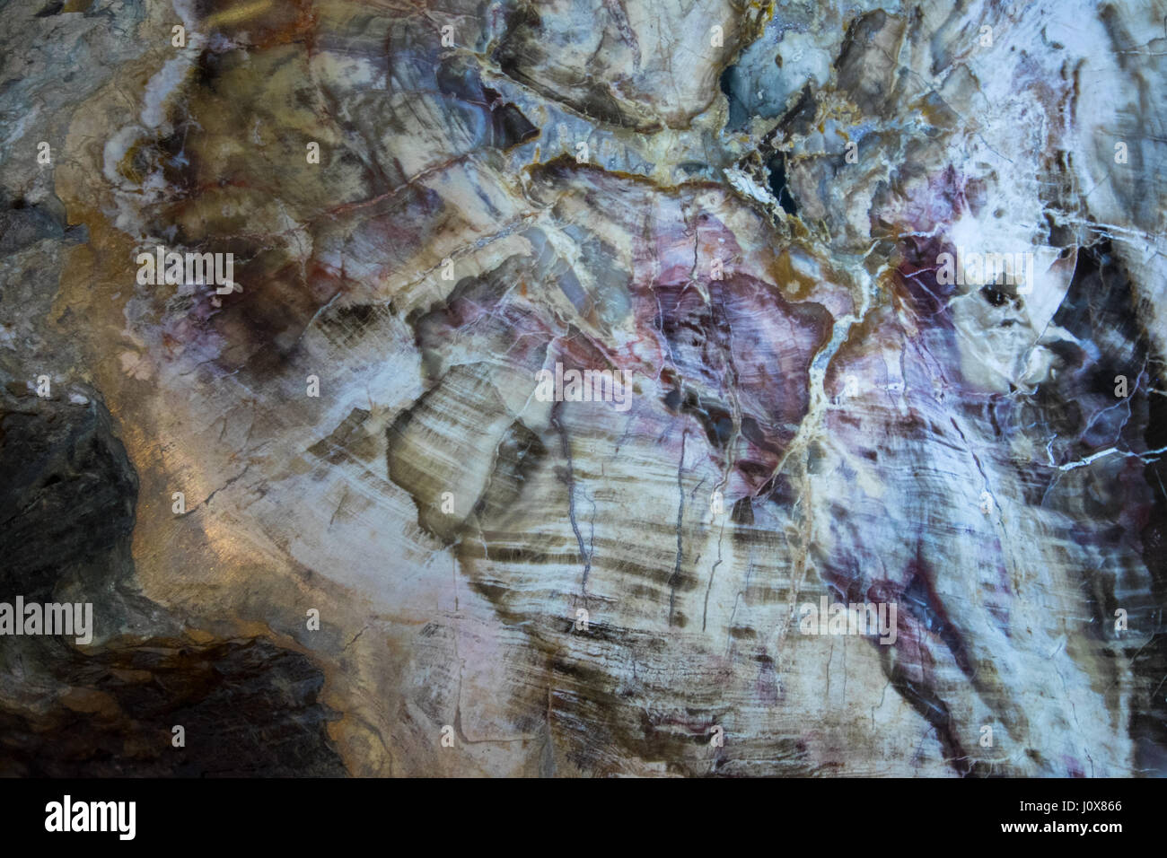 Legno pietrificato Foto Stock