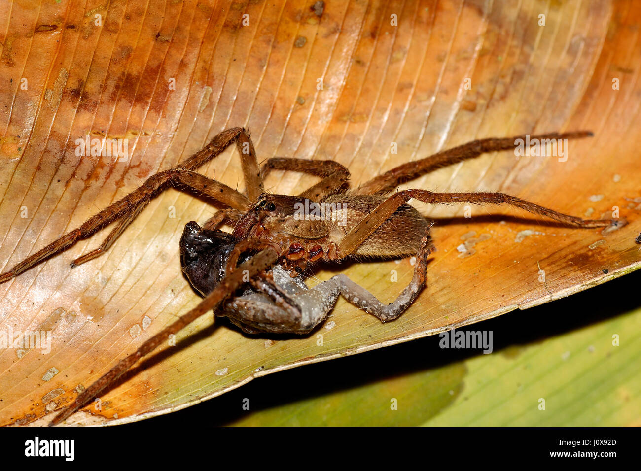 Spider mangiare rana nella foresta pluviale amazzonica, Ecuador Foto Stock