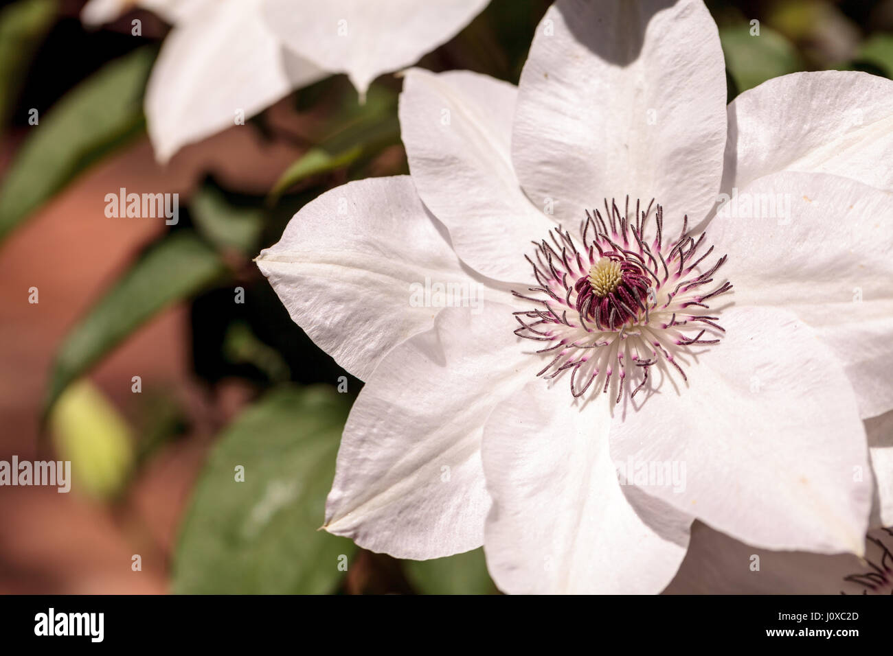 White star fragrante clematis fiore con un centro viola fiorisce su un vitigno in primavera Foto Stock