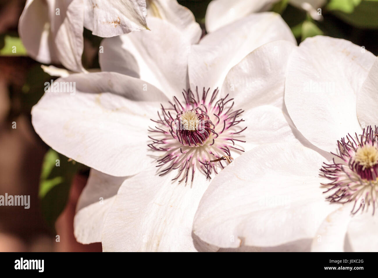White star fragrante clematis fiore con un centro viola fiorisce su un vitigno in primavera Foto Stock