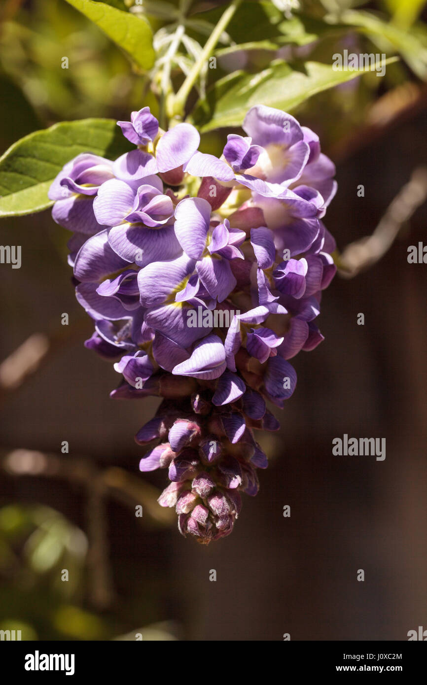 Il glicine viola fiore sboccia su una vite in un giardino in primavera Foto Stock