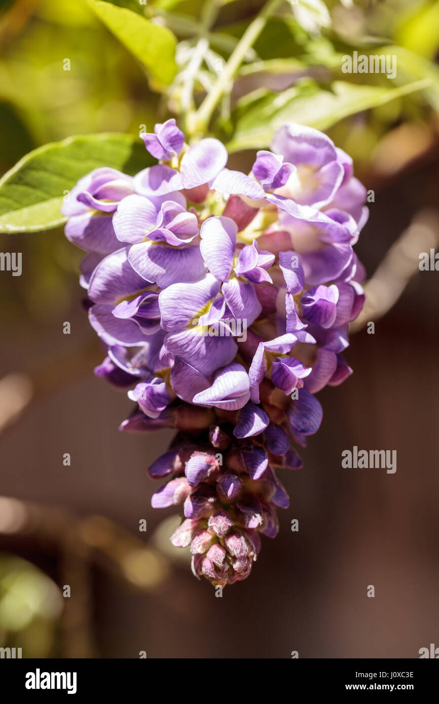 Il glicine viola fiore sboccia su una vite in un giardino in primavera Foto Stock
