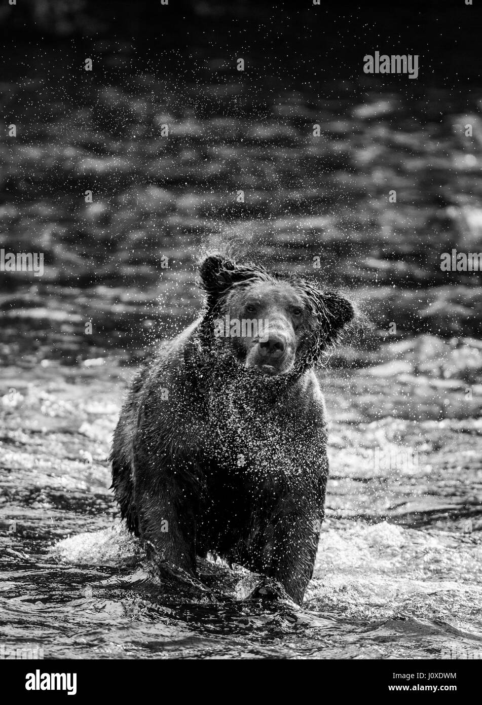 L'orso bruno spazzole acqua, circondato da spruzzare. Stati Uniti d'America. L'Alaska. Kathmai Parco Nazionale. Grande illustrazione. Foto Stock